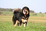 DOGUE DU TIBET 650